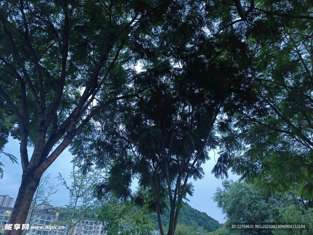 繁茂树木下的自然景致