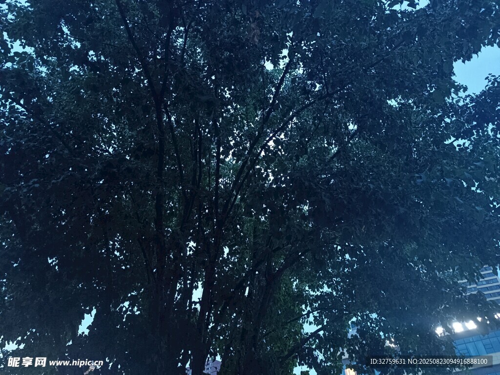 夜幕下的繁茂树木