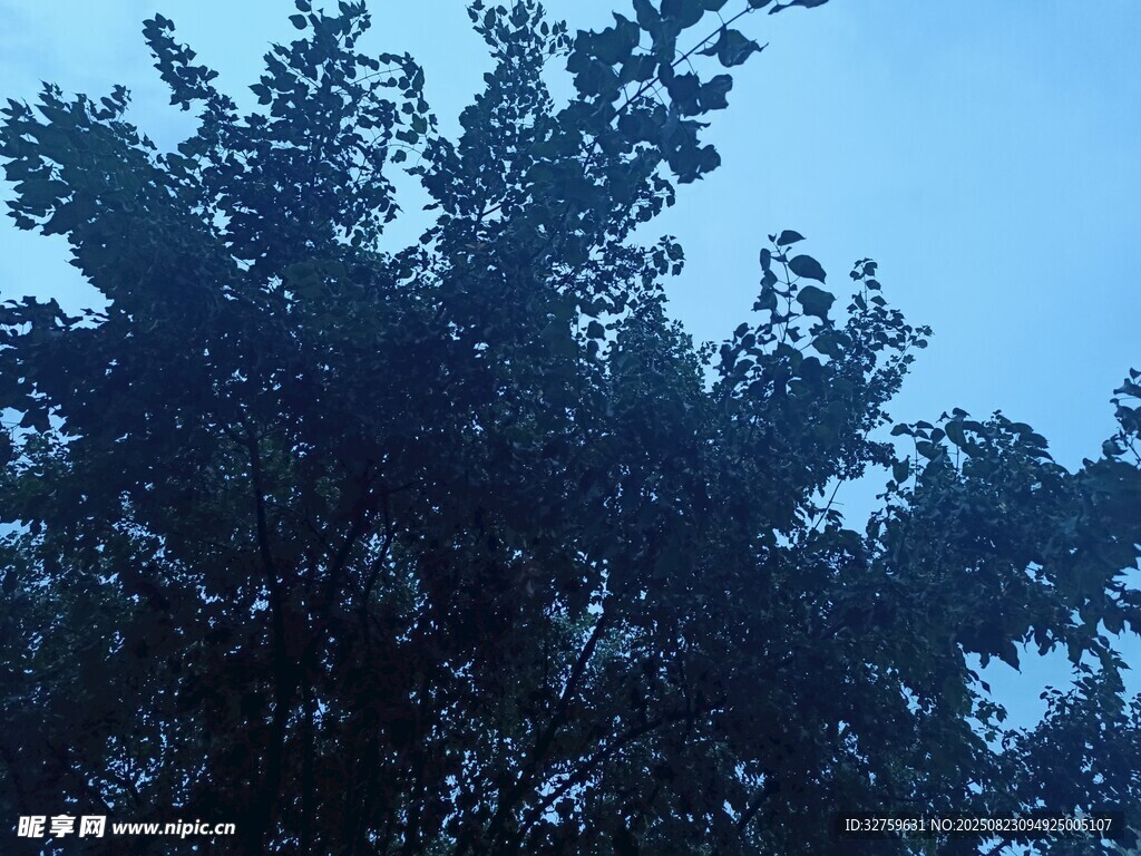 仰视树冠蓝天映衬绿意