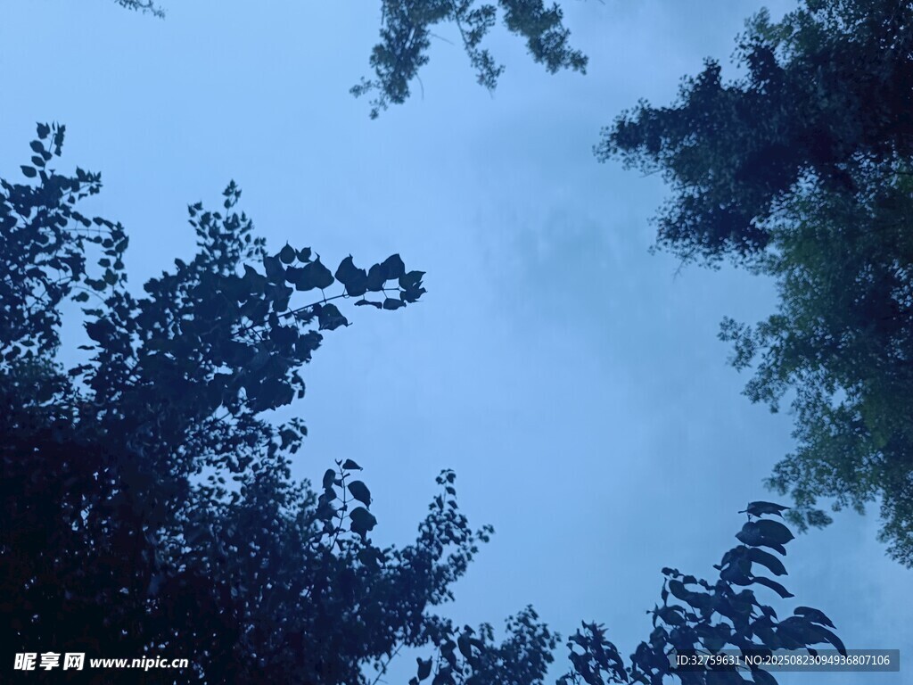 仰视夜空下的繁茂树木