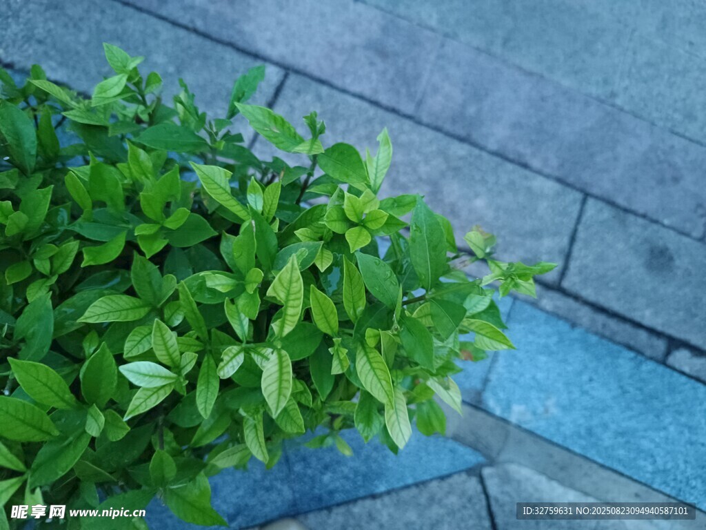 墙角绿植生机盎然