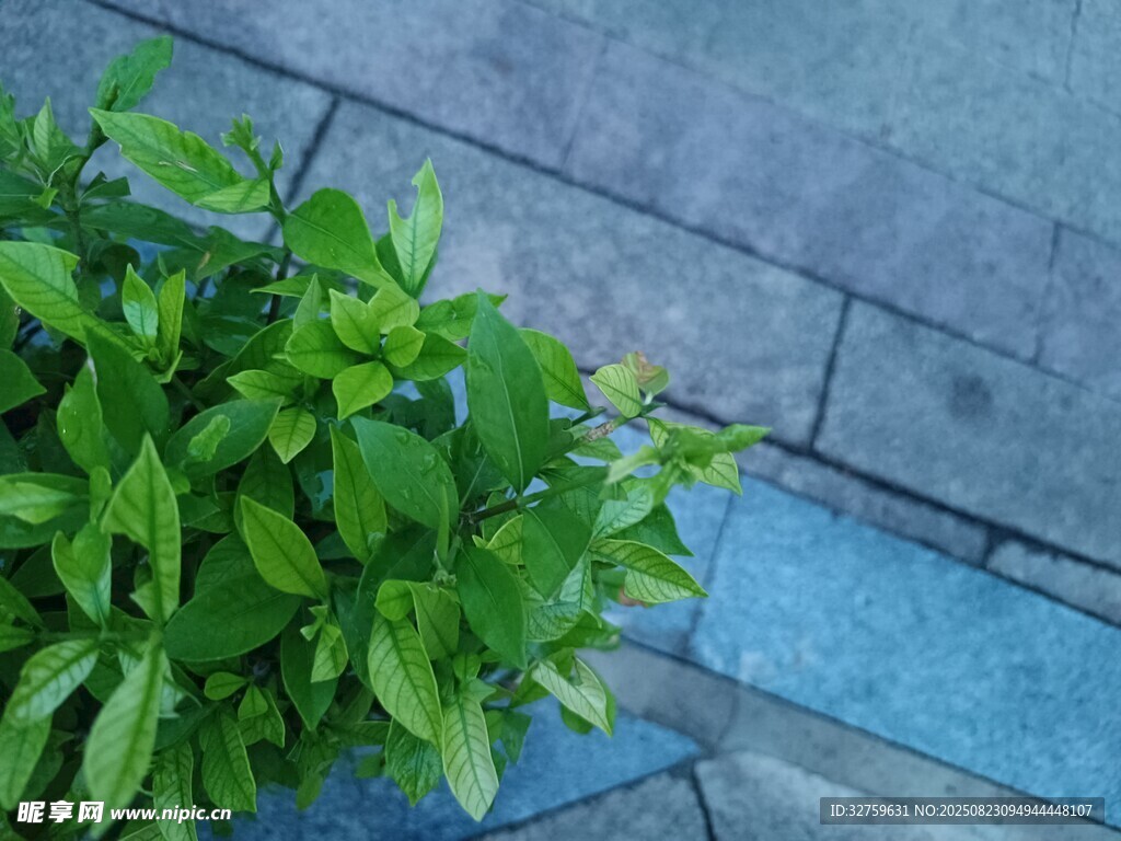 墙角绿植清新自然景致