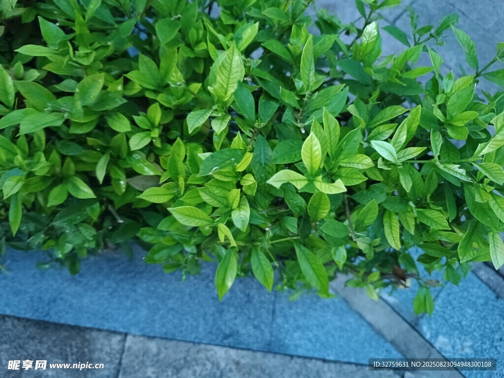 路边翠绿繁茂的绿植