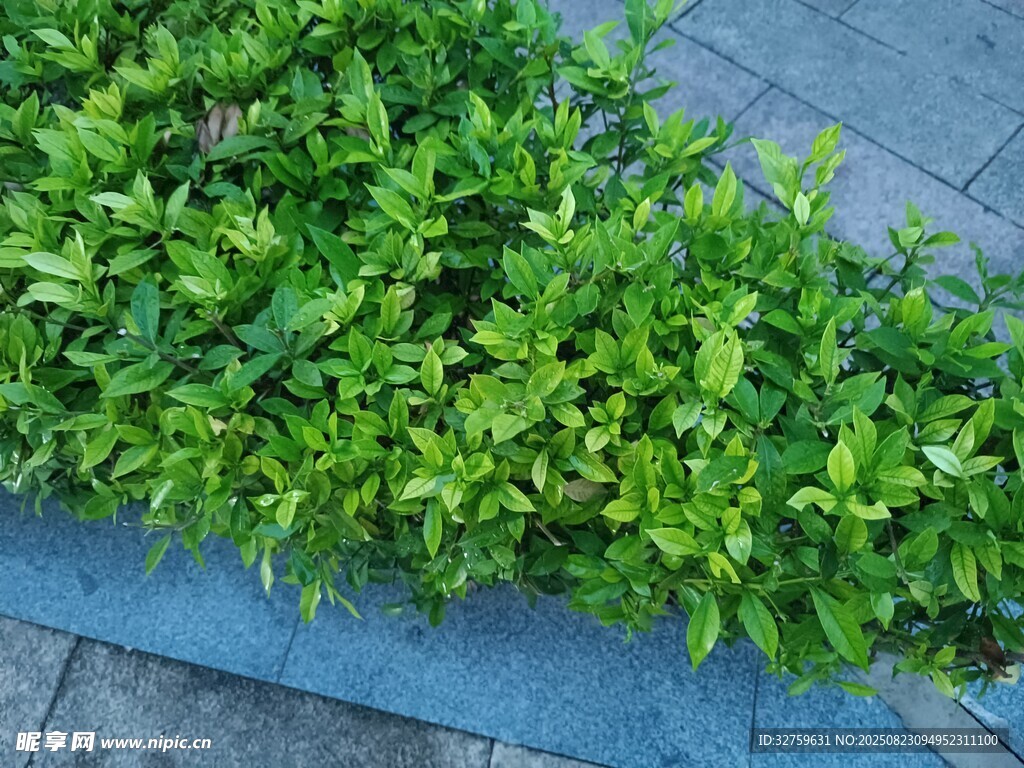 墙边翠绿植物生机盎然
