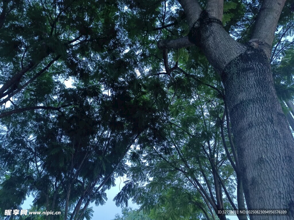 仰视茂密树林粗壮树干
