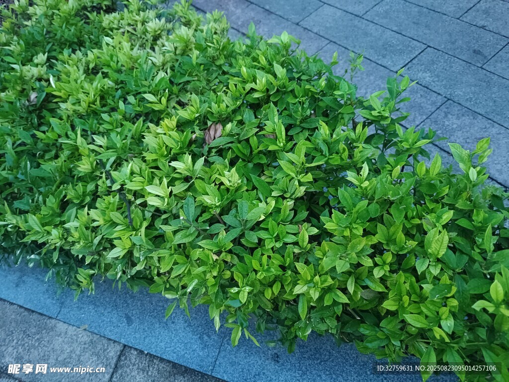 翠绿植物铺满地面