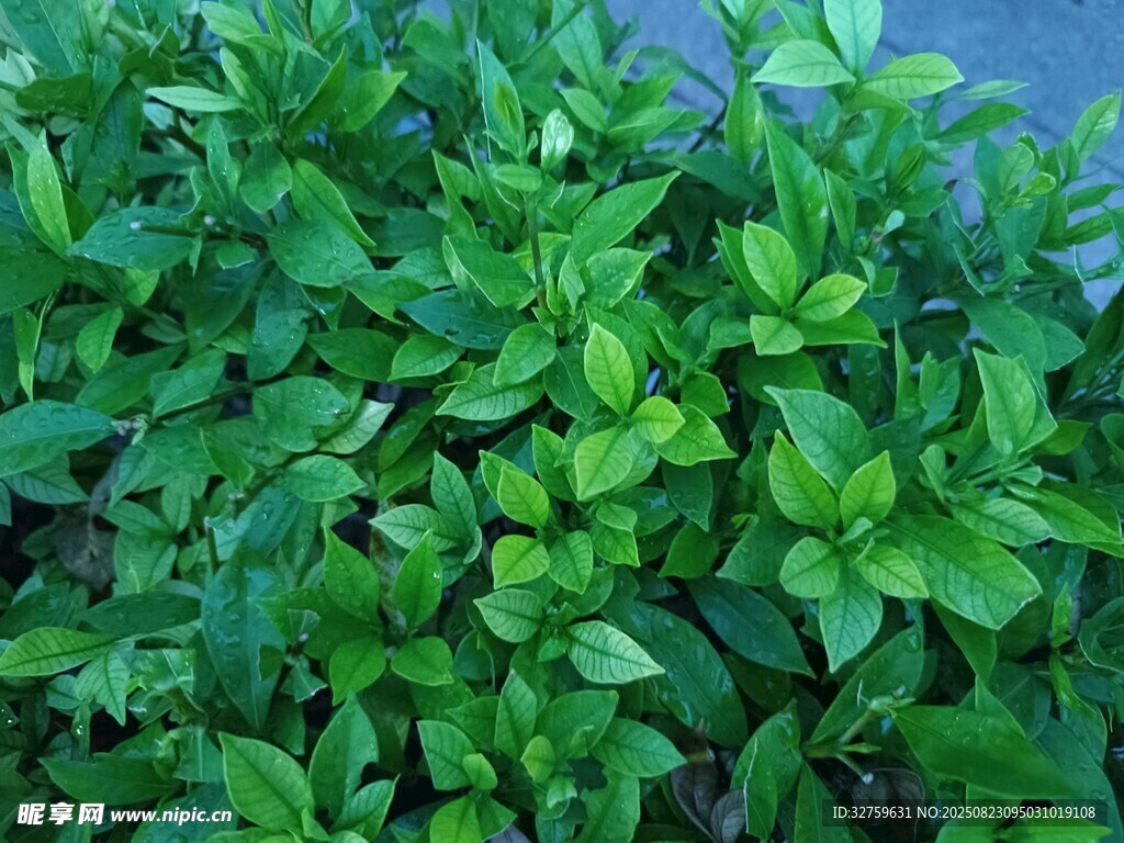 茂盛的绿色植物