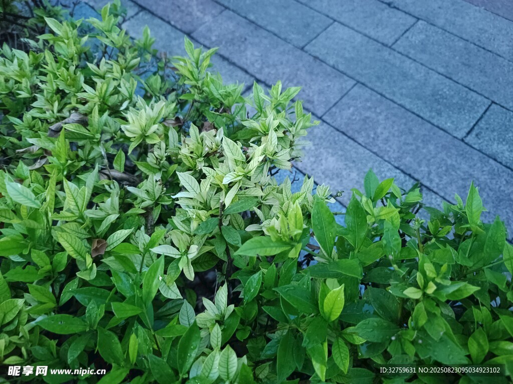路边绿植与石板路景观