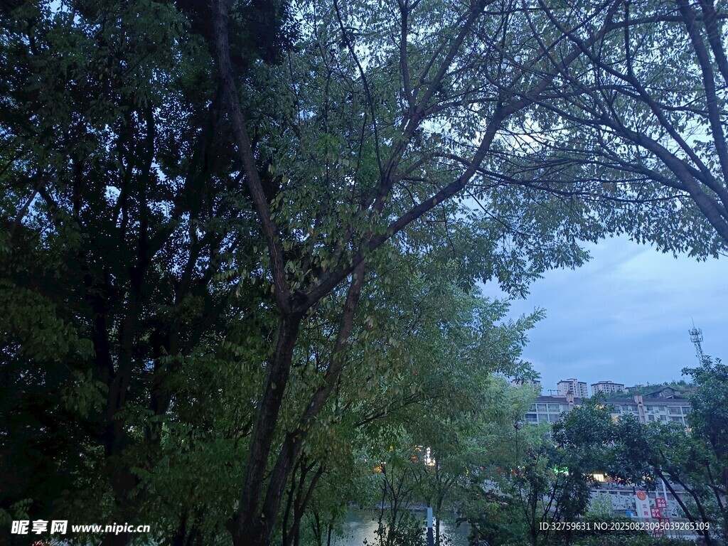 黄昏下的葱郁树木景观