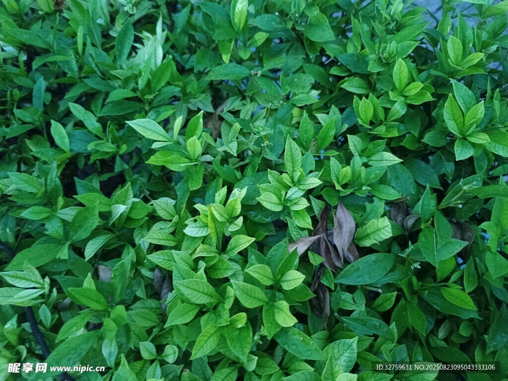 绿叶丛中的神秘昆虫