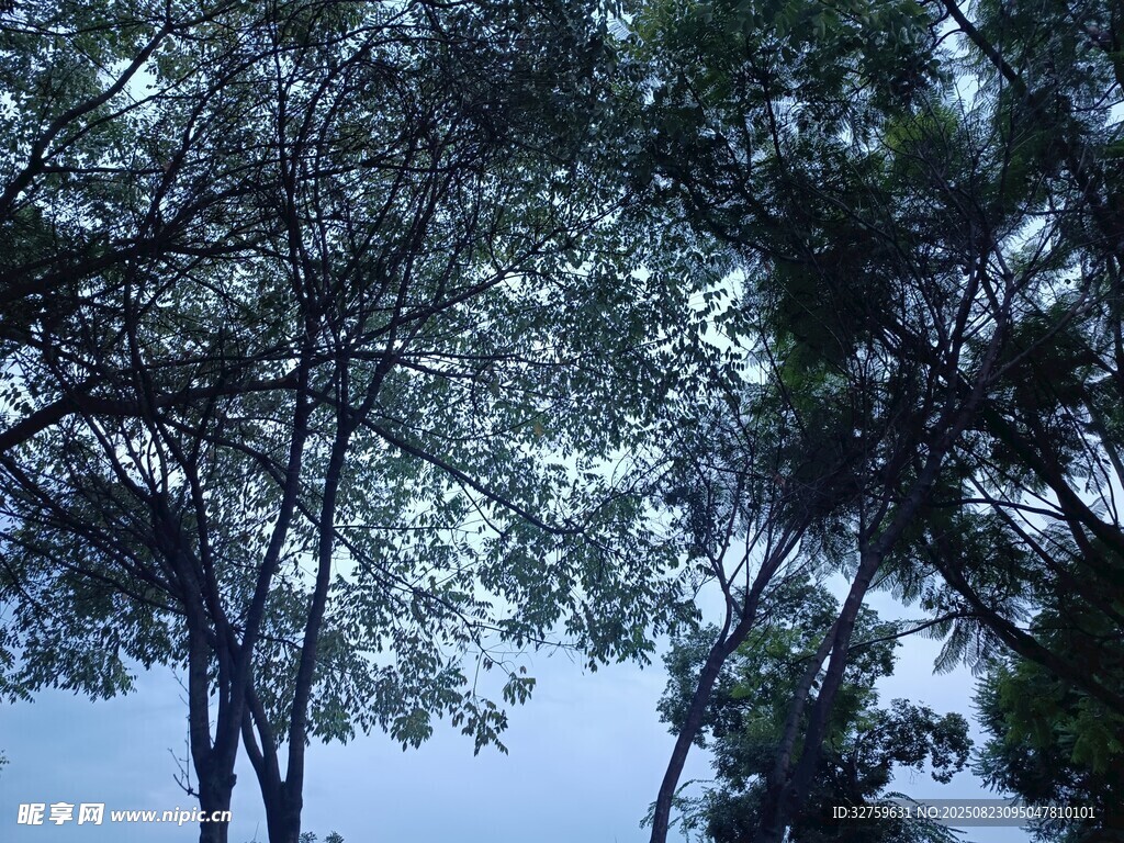 仰视繁茂树枝与天空
