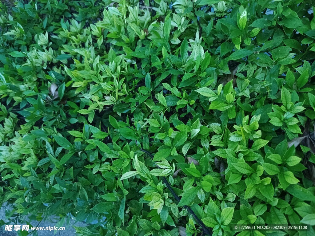翠绿繁茂的丛生植物