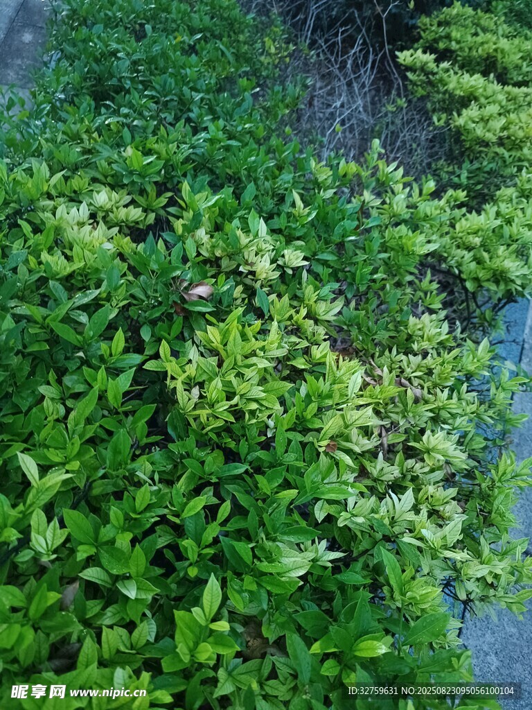 翠绿繁茂的灌木丛