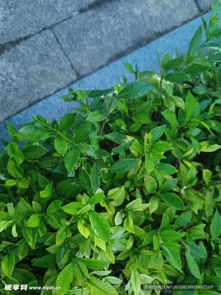 翠绿繁茂的地面绿植景观