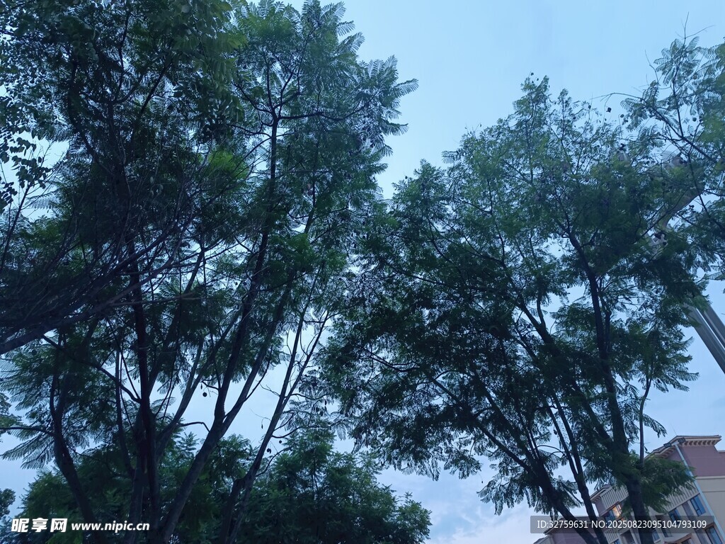蓝天绿树风景