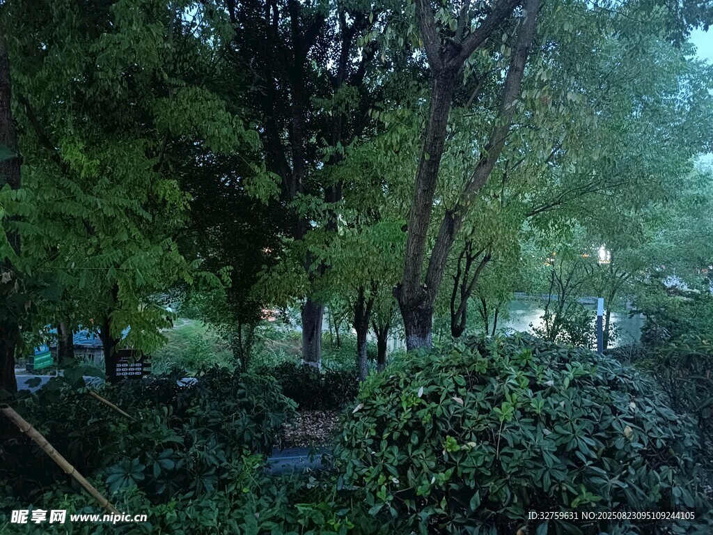 静谧林间景致