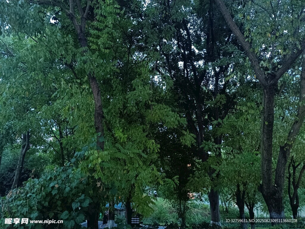 茂密树林绿意盎然