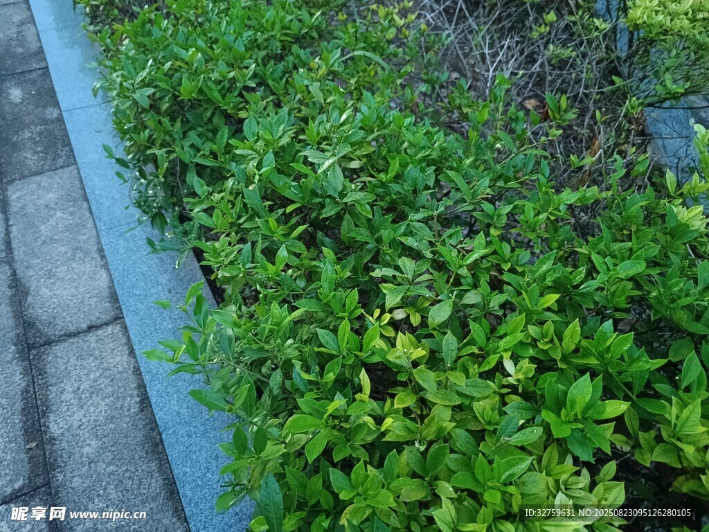 路边翠绿繁茂的低矮植物