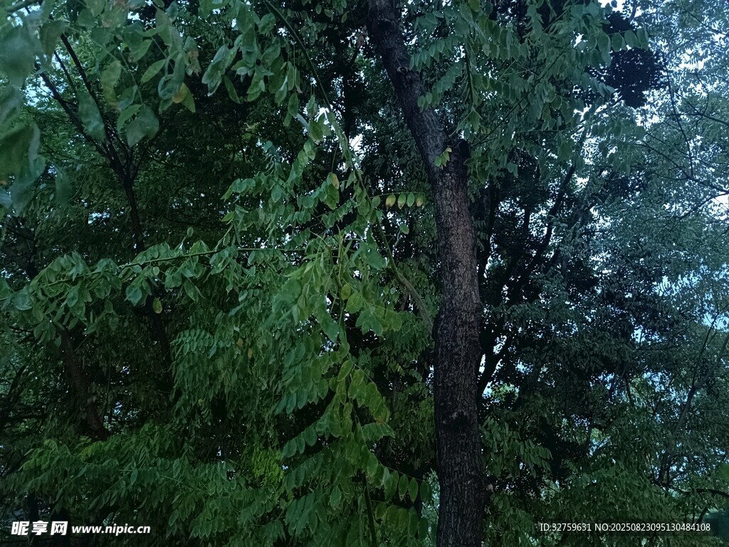 茂密树林中的葱郁树木