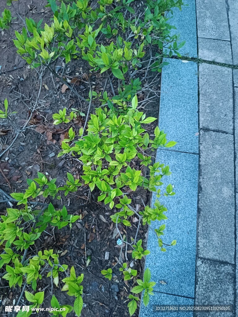 砖砌小径旁的嫩绿植物