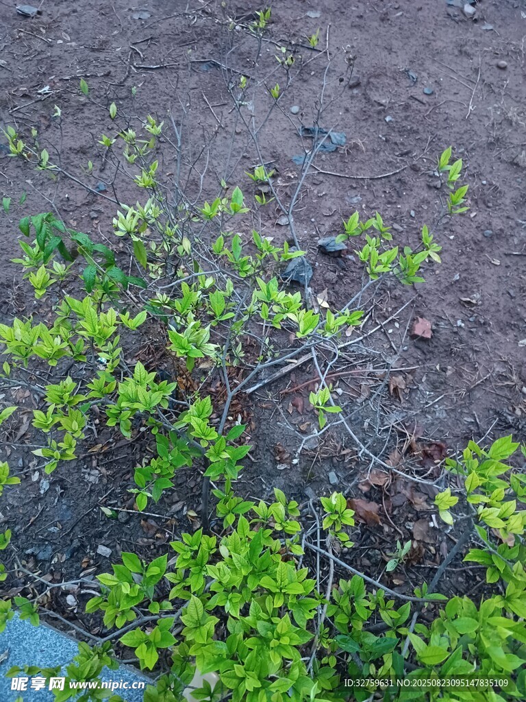 地面嫩绿植物生机初显