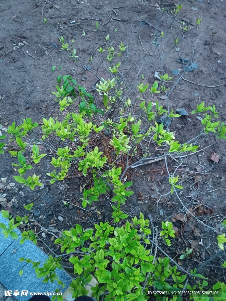 地面绿植特写