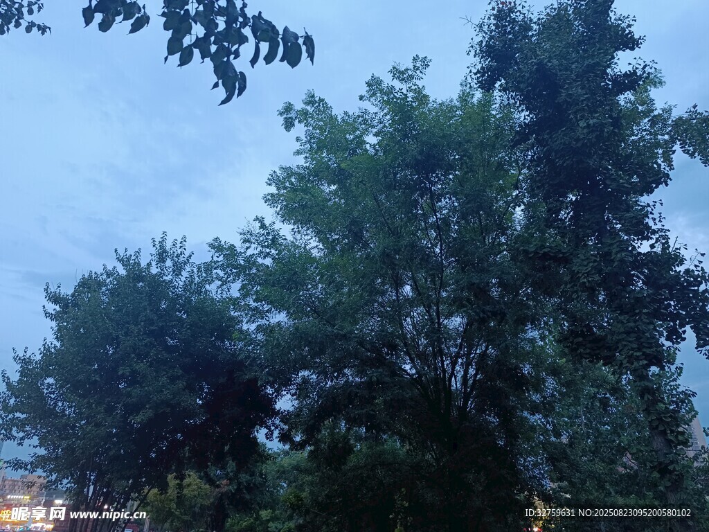 黄昏下的葱郁树木