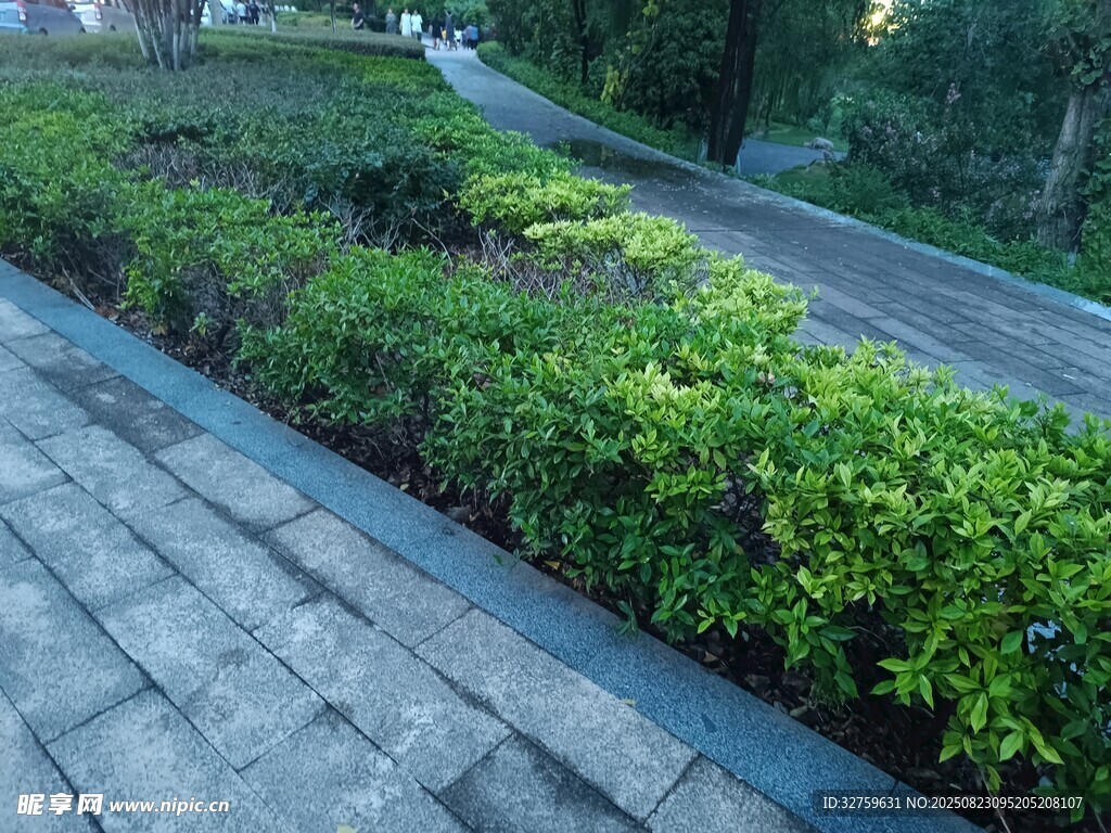 路边整齐绿植景观