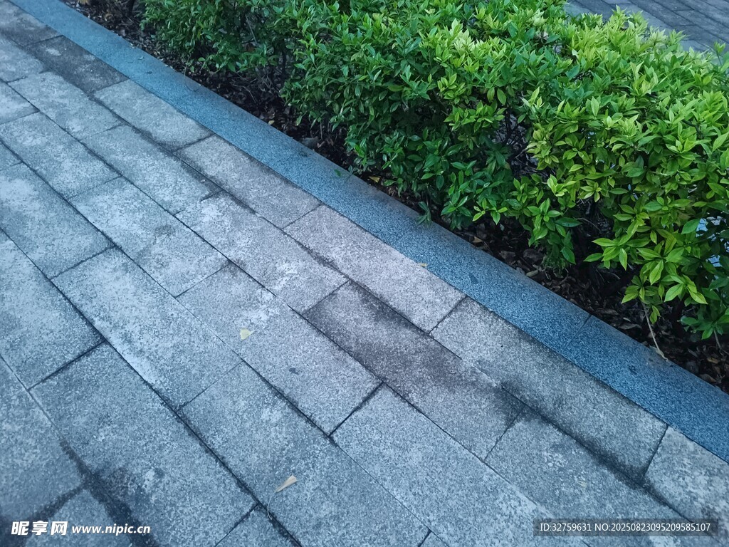 石板路旁的翠绿灌木丛