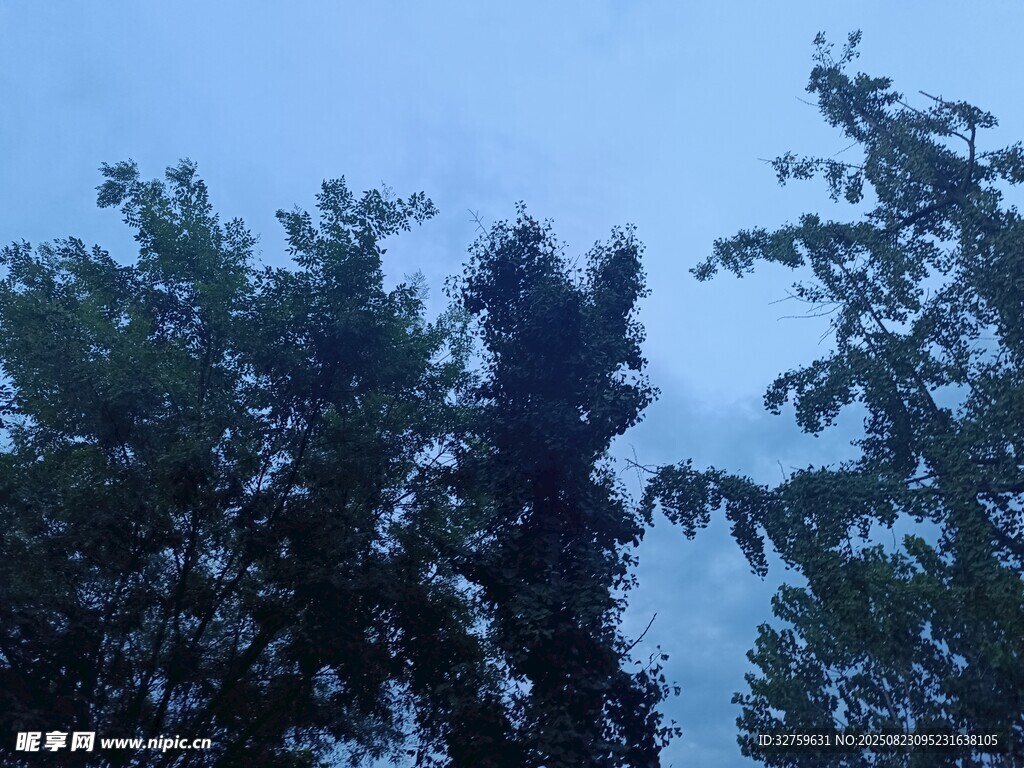 蓝天绿树的自然景致