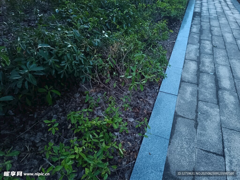 石板小径旁的绿植景观