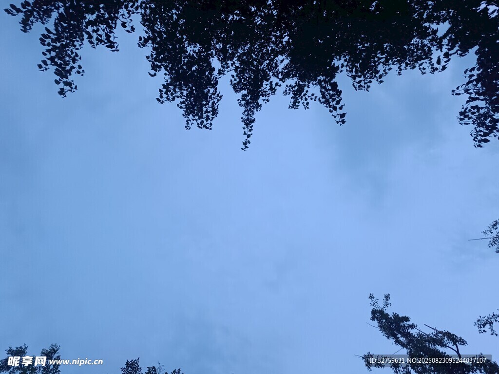仰视天空中的繁茂树枝