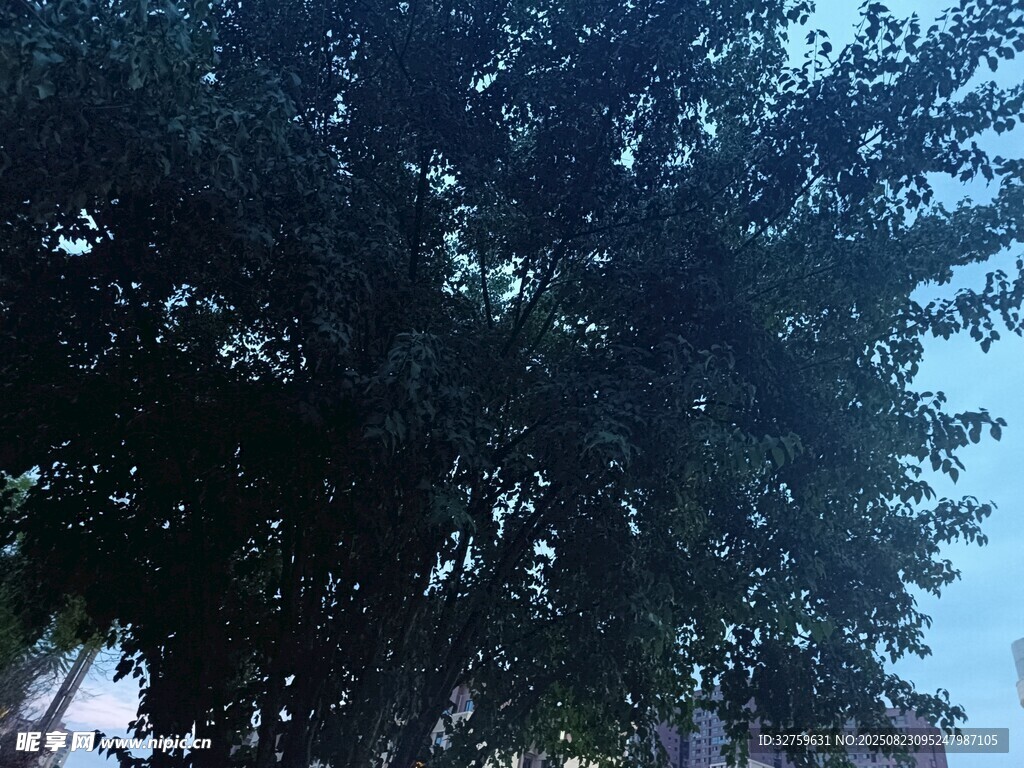繁茂大树映蓝天