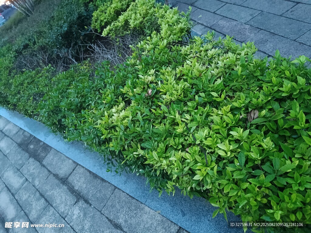 屋顶绿植景观