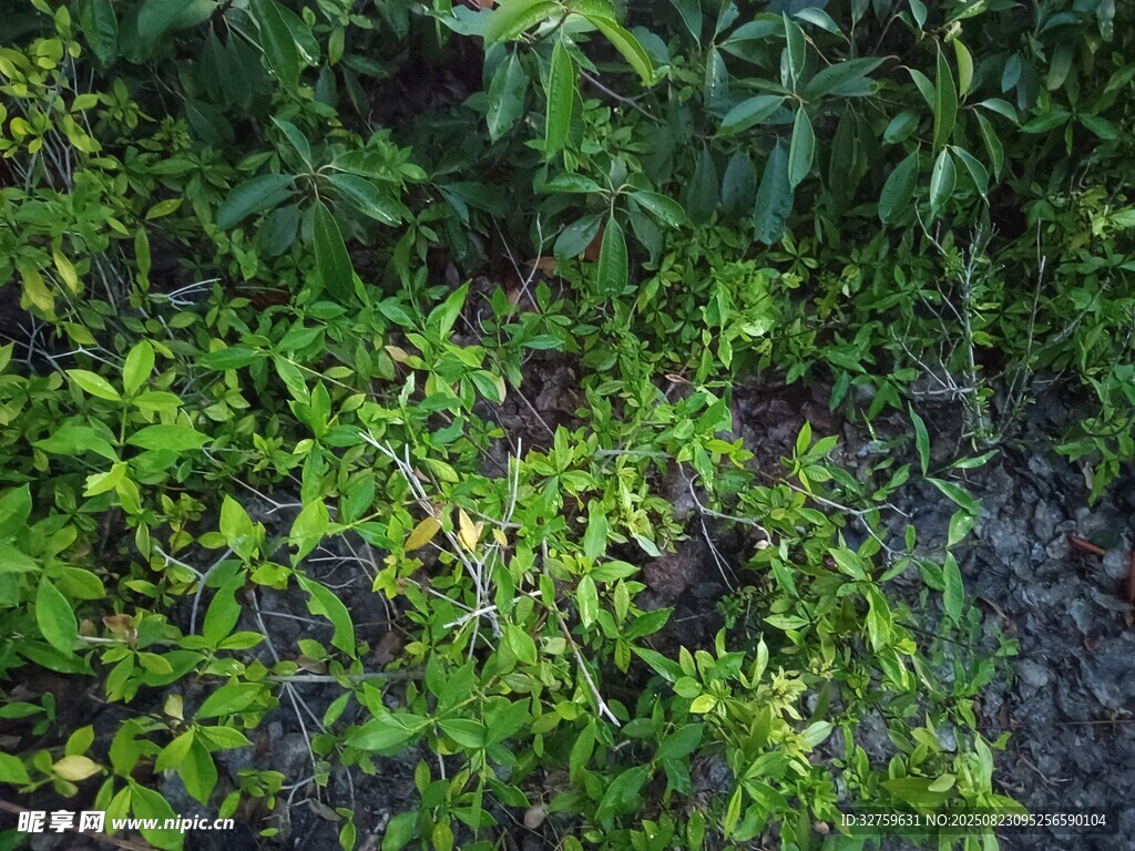 繁茂绿植景观