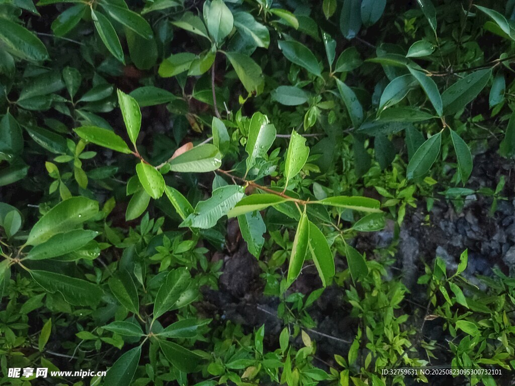 繁茂绿植特写
