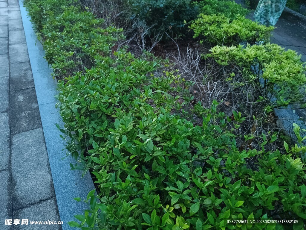路边绿植景观