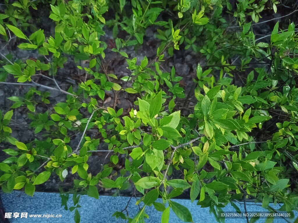 翠绿繁茂的植物枝叶