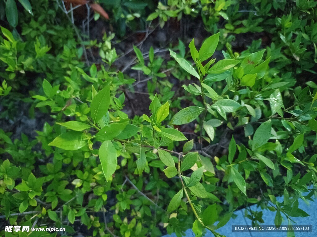 繁茂绿植