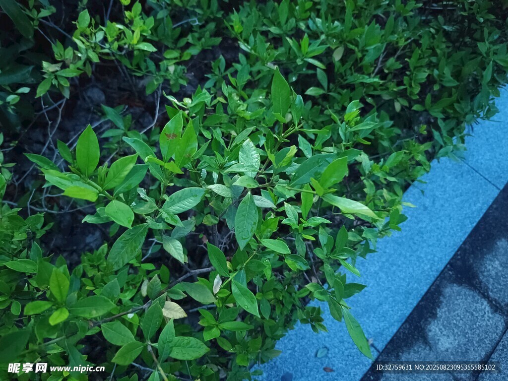 墙边嫩绿植物生机盎然