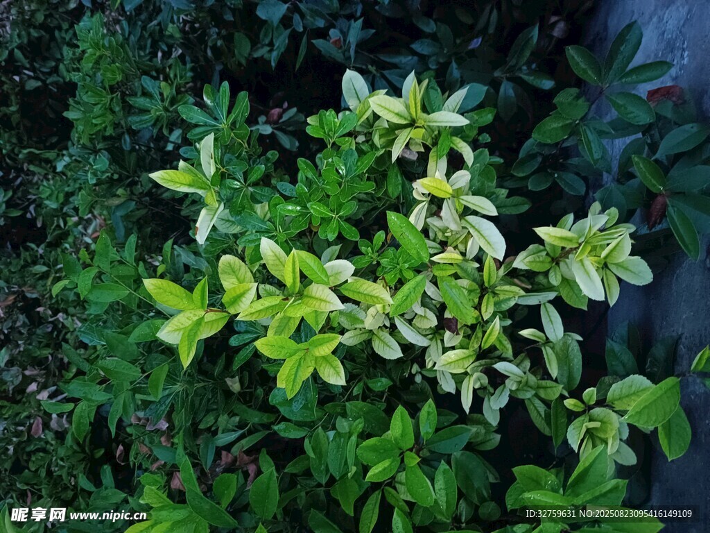 绿叶植物特写