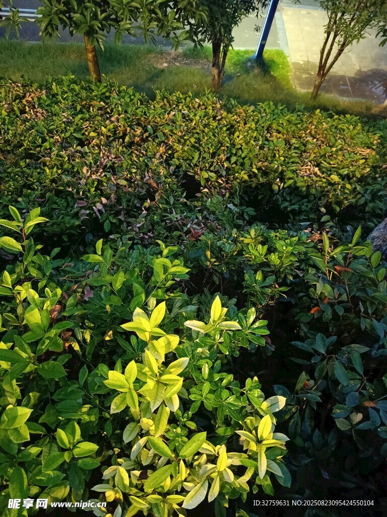 绿意盎然的园林植物景观