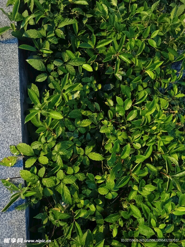 翠绿植物墙
