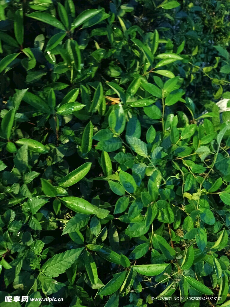 繁茂绿植