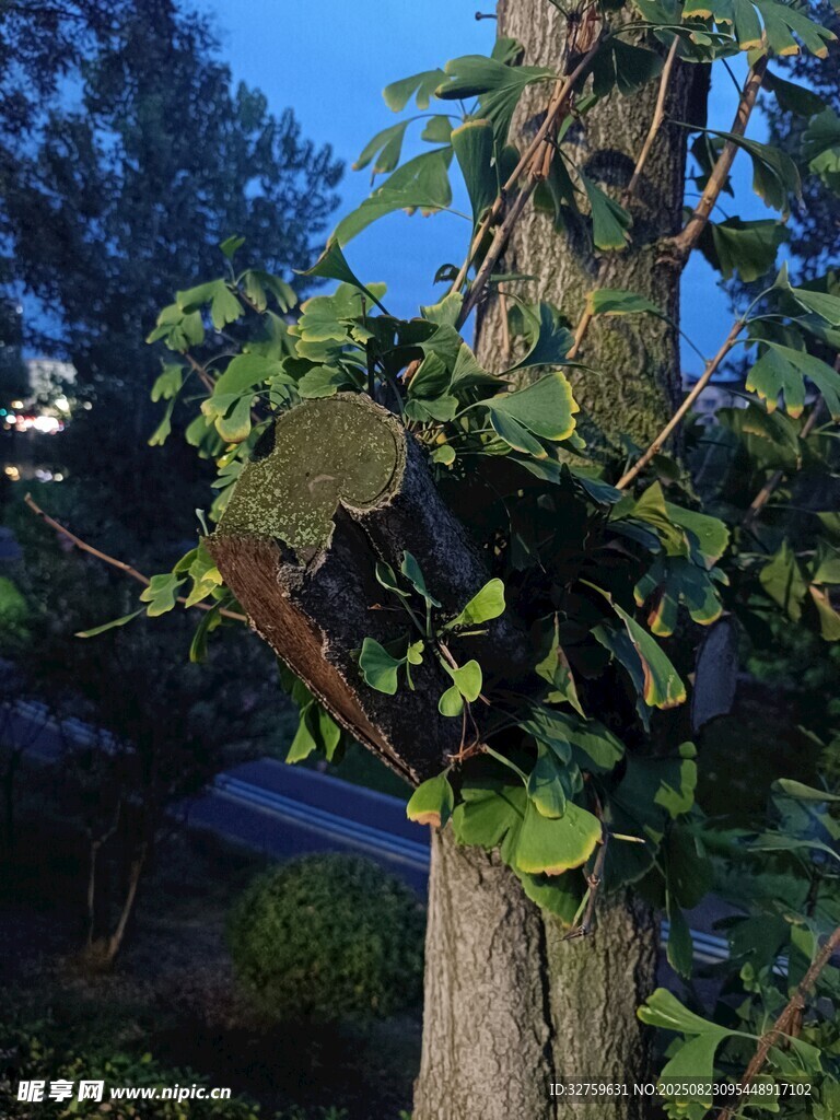 树干上的奇特树瘤景观