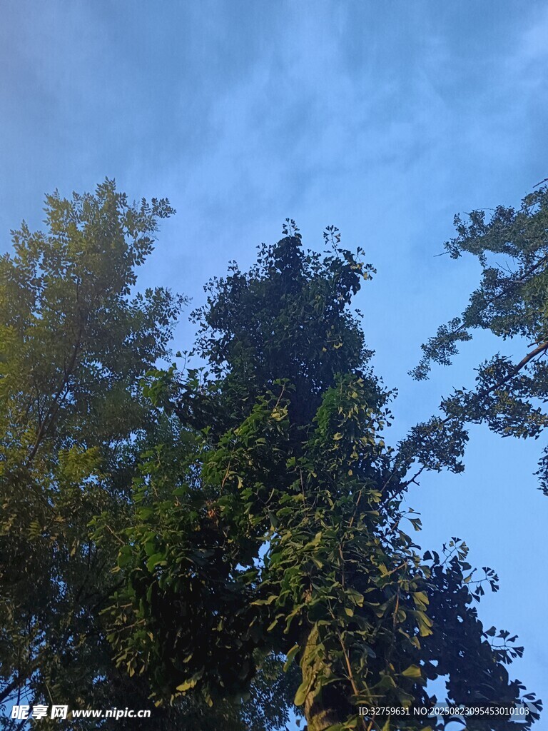 蓝天映衬下的茂密树梢