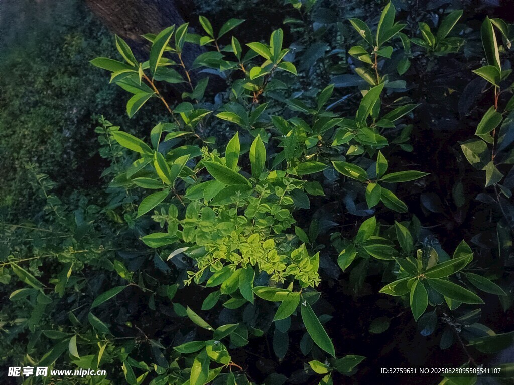 翠绿繁茂的植物景观