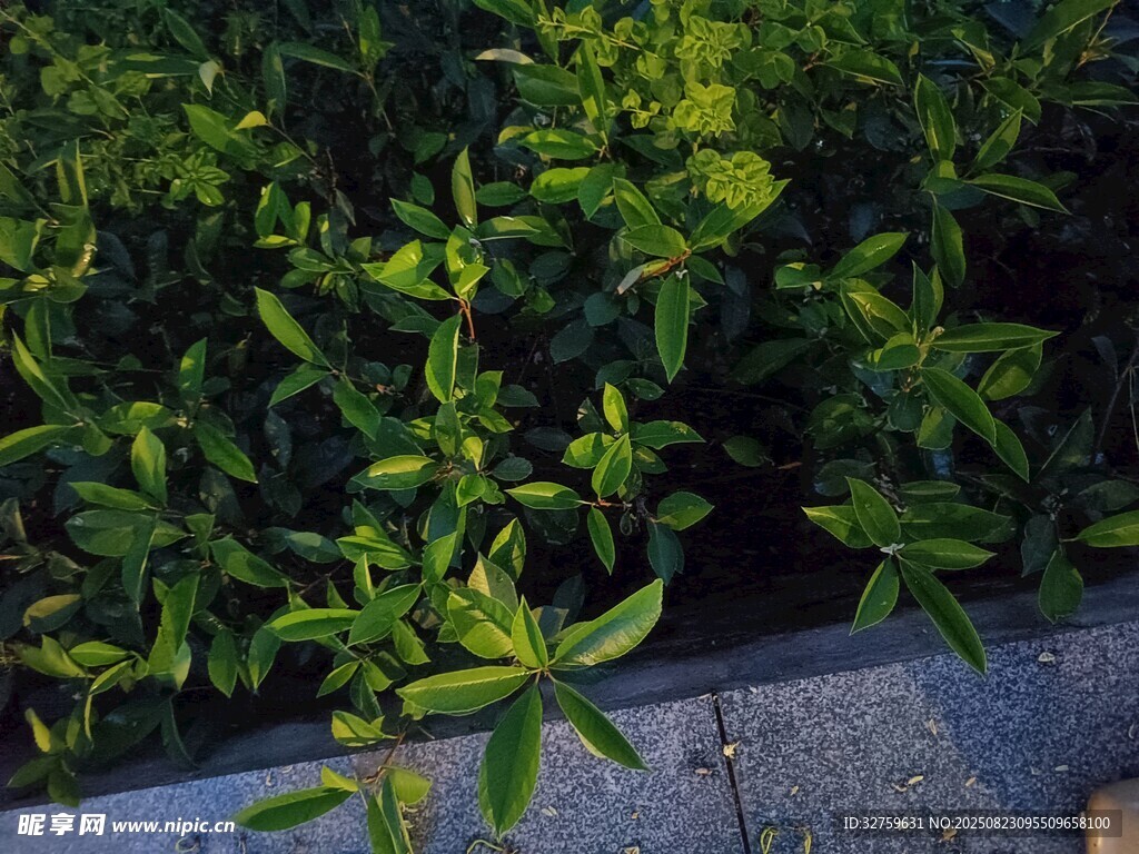 绿叶植物近景特写
