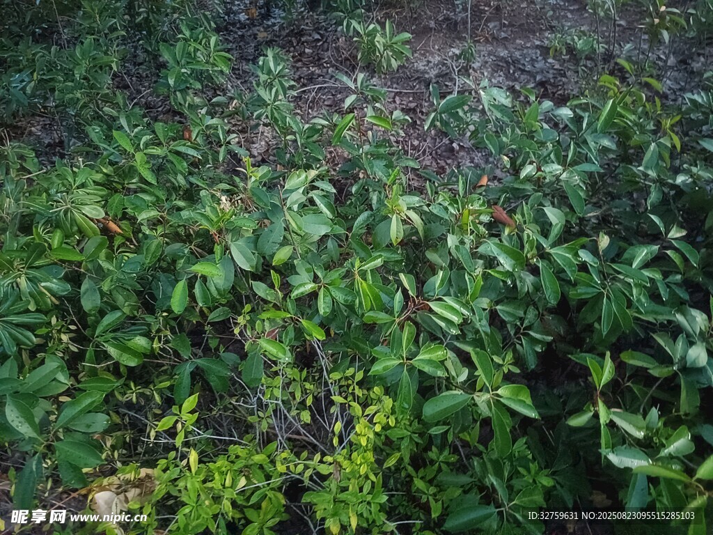 繁茂绿植景观
