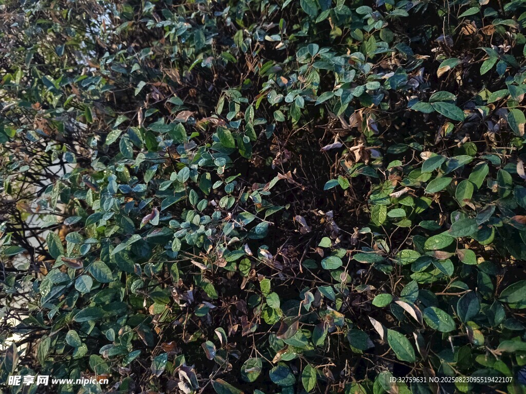 茂密绿植景观